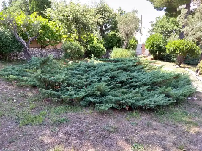 Arbuste au port dense et étalé avant la taille