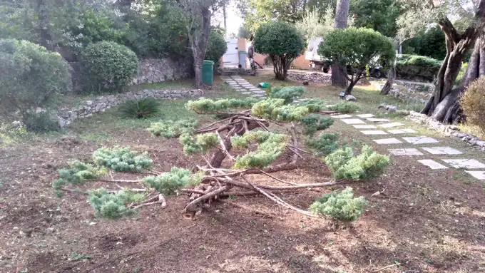 Arbuste pendant la mise en forme en nuages, avec branches dégagées
