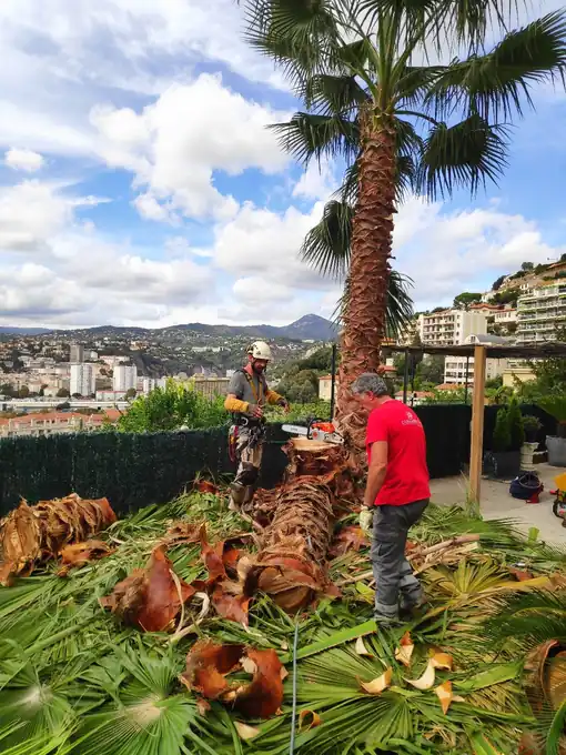 Chantier d’intervention sur un palmier avec tronçons et palmes au sol